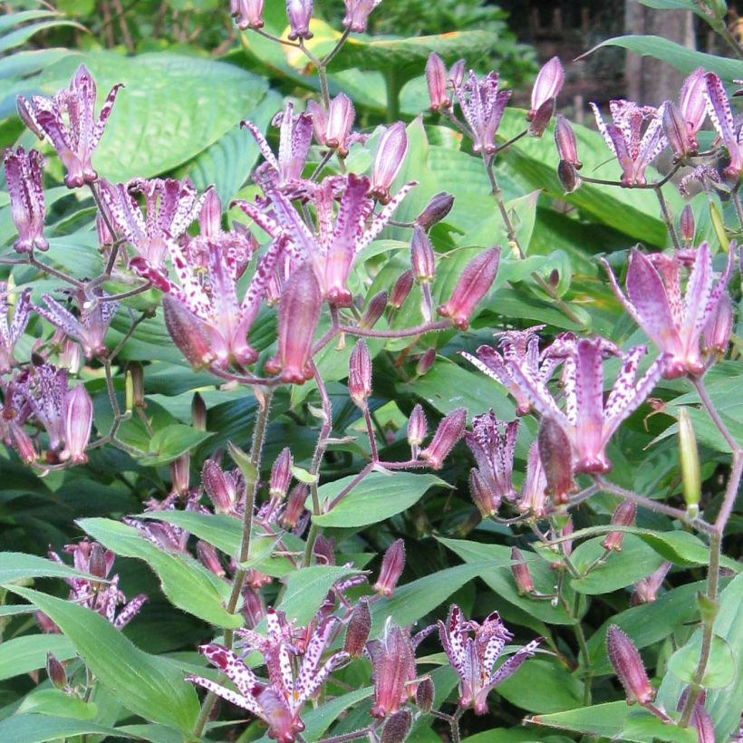 Tricyrtis hirta formosana Sinonome - Krötenlilie (Flowering)