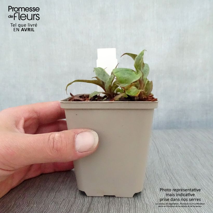 Exemplar von Tricyrtis hirta formosana Sinonome - Krötenlilie Kleine Töpfe von 8/9 cm wie im Frühjahr geliefert