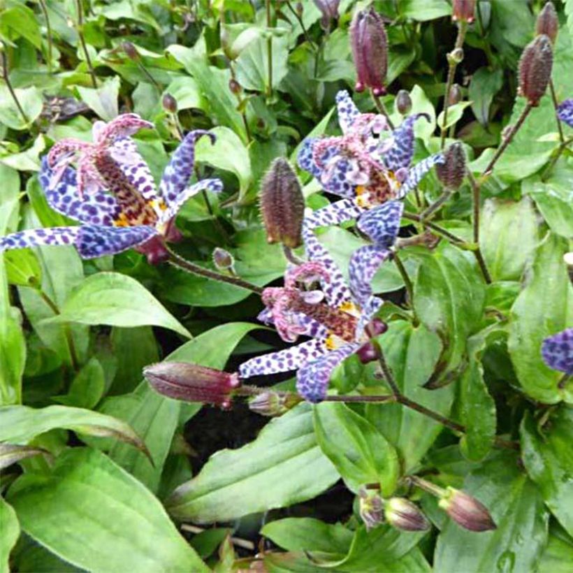Tricyrtis formosana Dark Beauty - Krötenlilie (Flowering)
