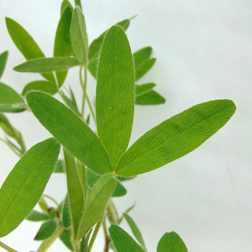 Blassgelber Klee - Trifolium ochroleucon (Foliage)