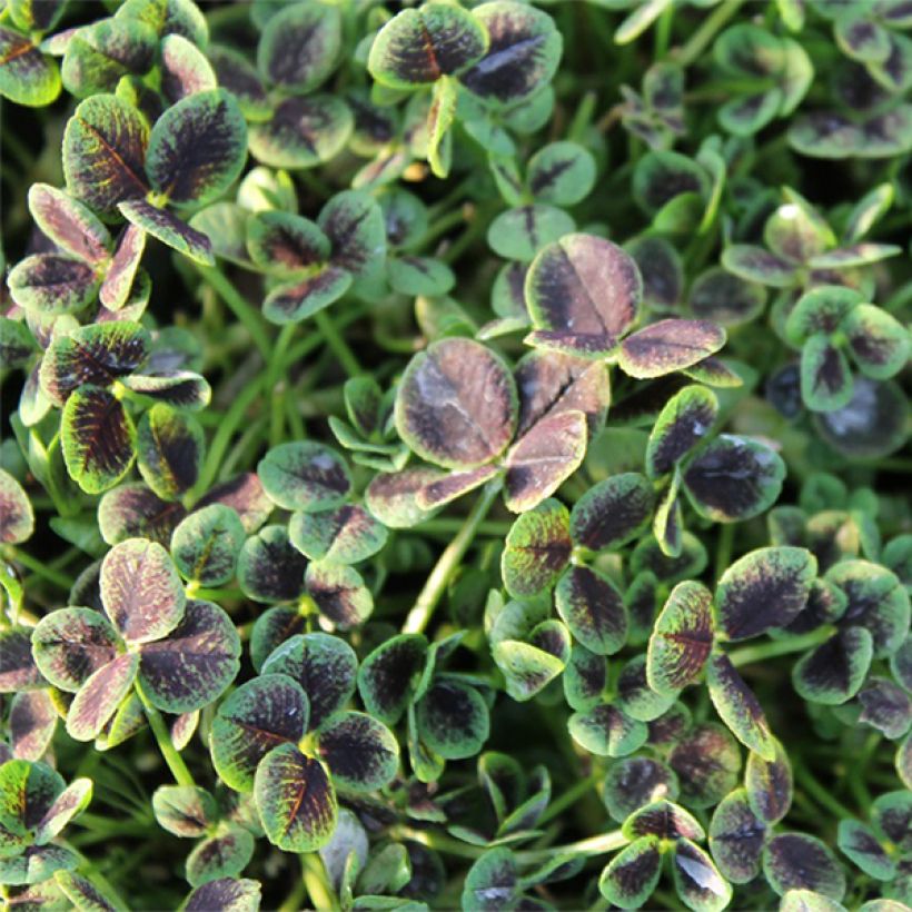 Weiß-Klee Pentaphyllum - Trifolium repens (Foliage)