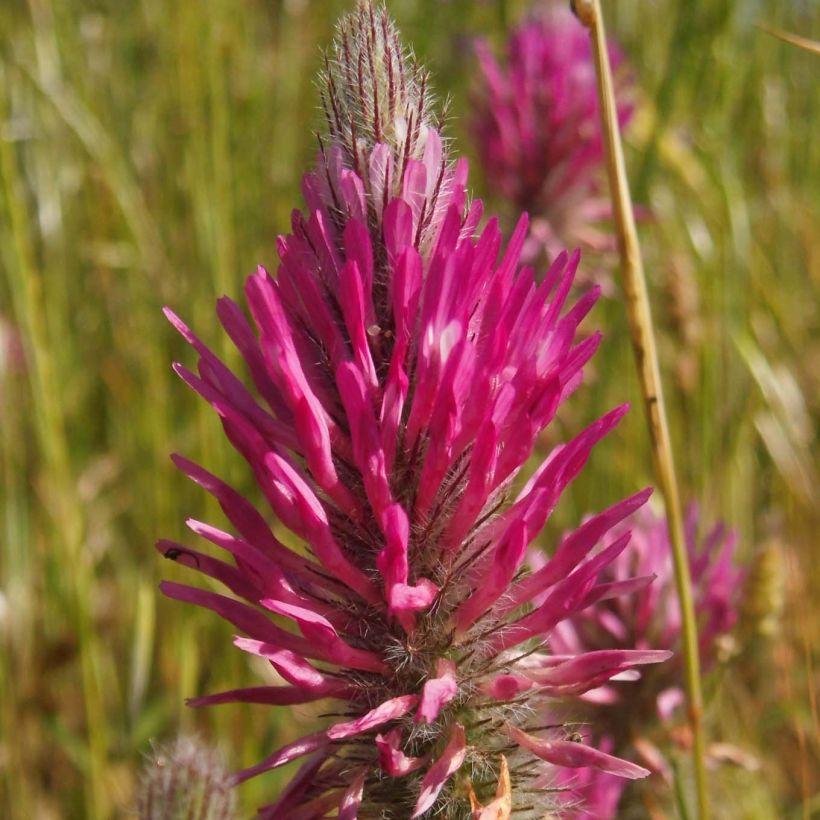 Rotköpfiger Klee - Trifolium rubens (Flowering)