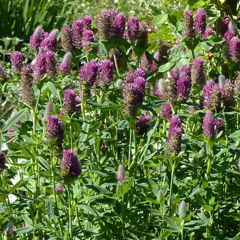 Rotköpfiger Klee - Trifolium rubens (Plant habit)