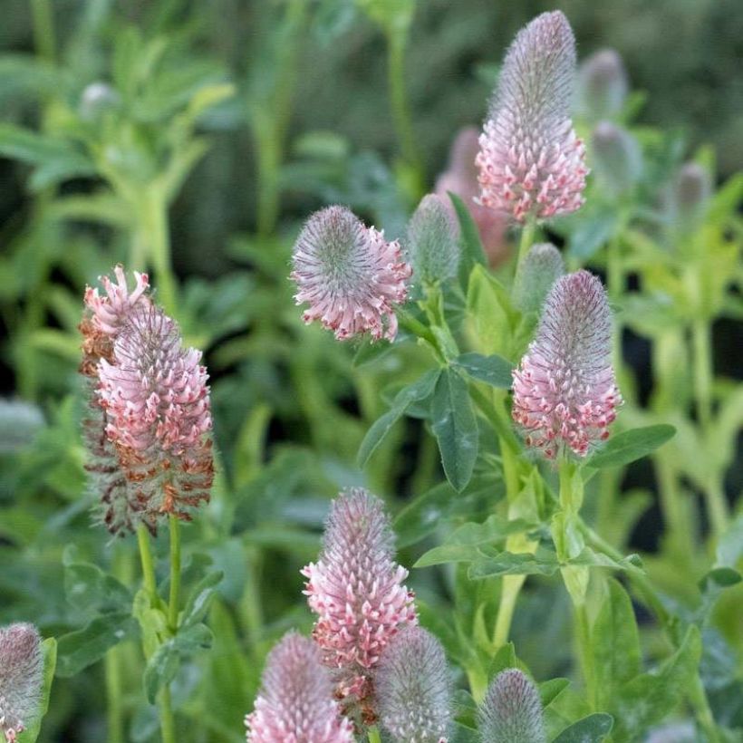 Rotköpfiger Klee Peachy Pink - Trifolium rubens (Flowering)