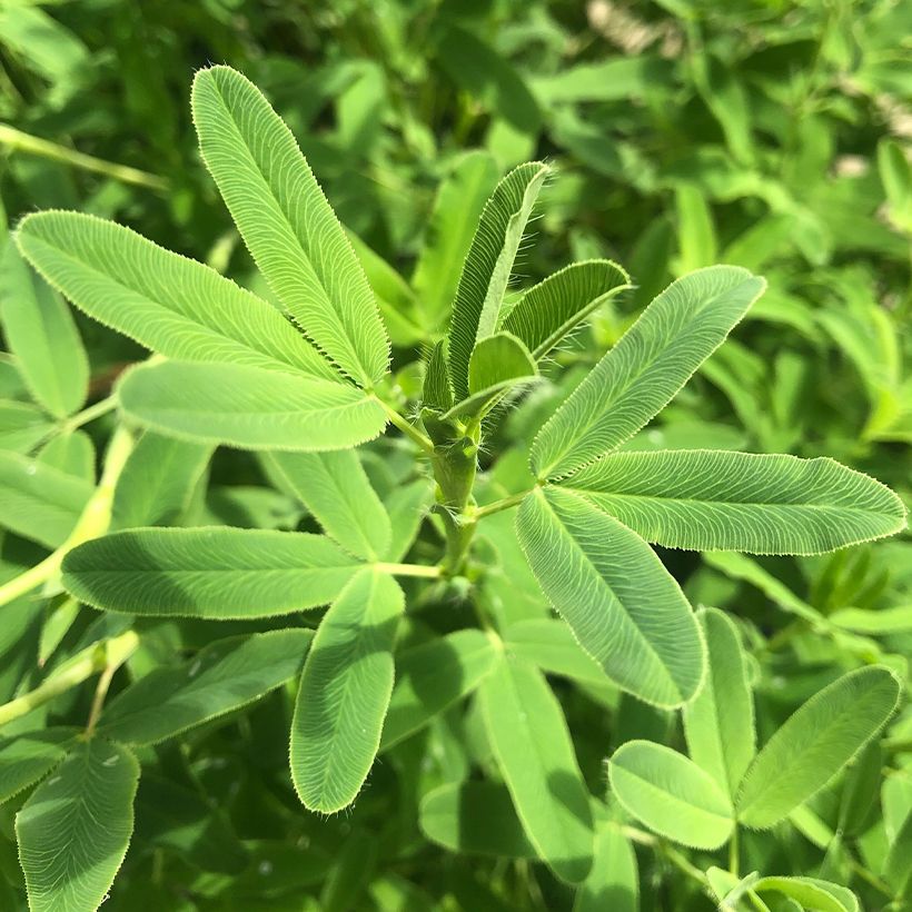 Rotköpfiger Klee - Trifolium rubens (Foliage)
