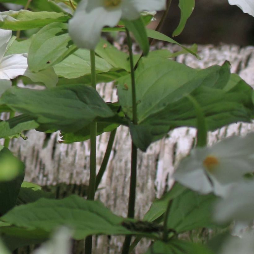 Trillium flexipes - Dreiblatt (Foliage)