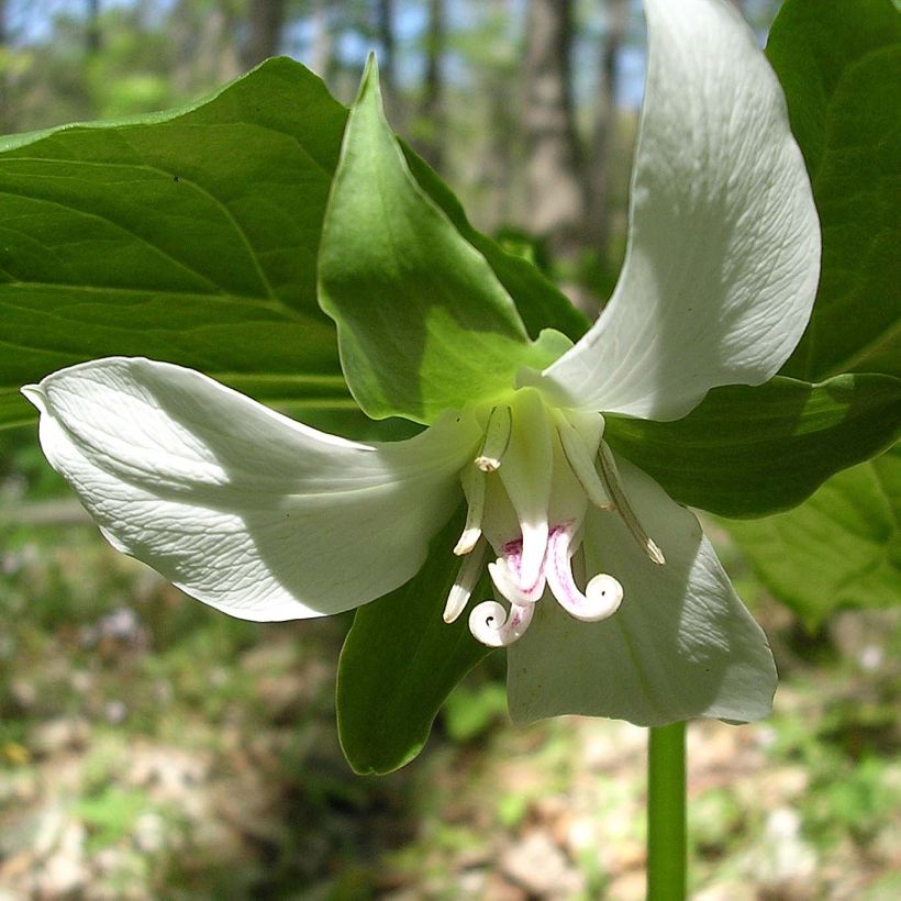 Trillium flexipes - Dreiblatt (Flowering)