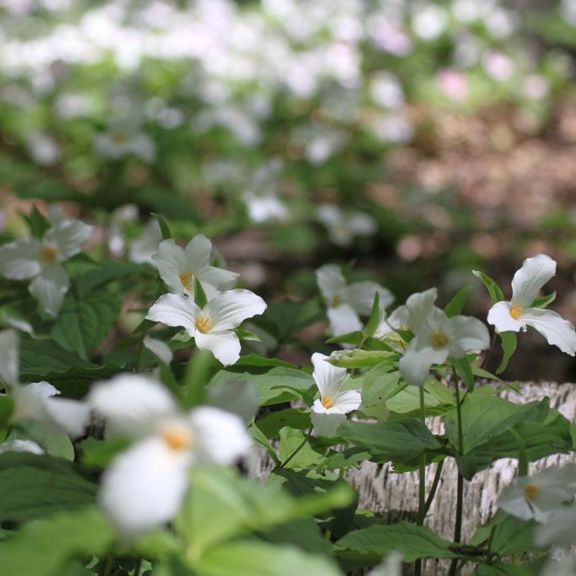 Trillium flexipes - Dreiblatt (Plant habit)