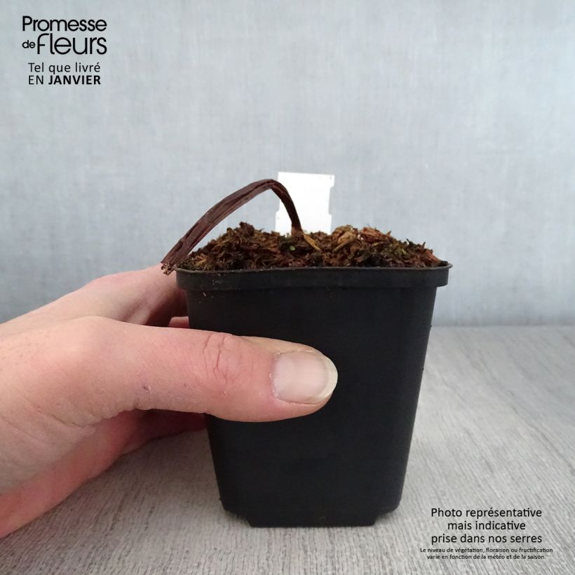 Example of Trillium flexipes - Dreiblatt Kleine Töpfe von 8/9 cm as you get in hiver