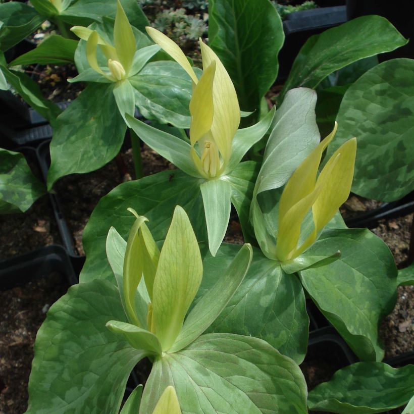 Trillium luteum - Dreiblatt (Flowering)