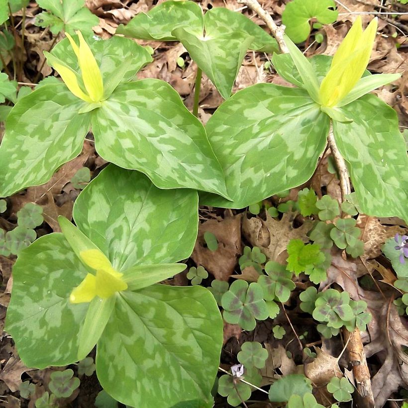 Trillium luteum - Dreiblatt (Plant habit)
