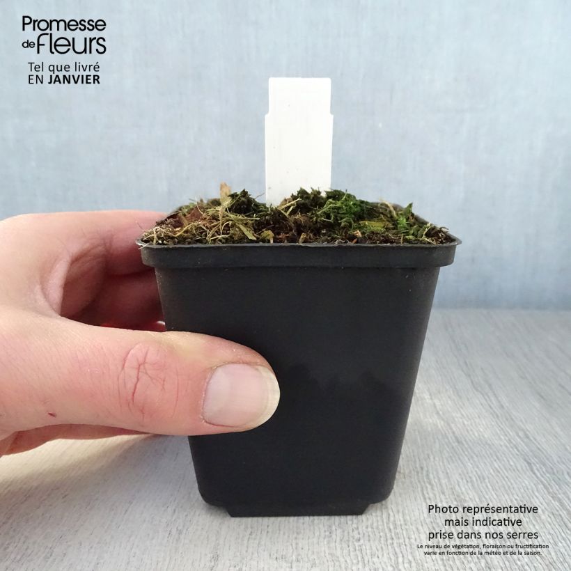 Exemplar von Trillium luteum - Dreiblatt Kleine Töpfe von 8/9 cm wie im Winter geliefert