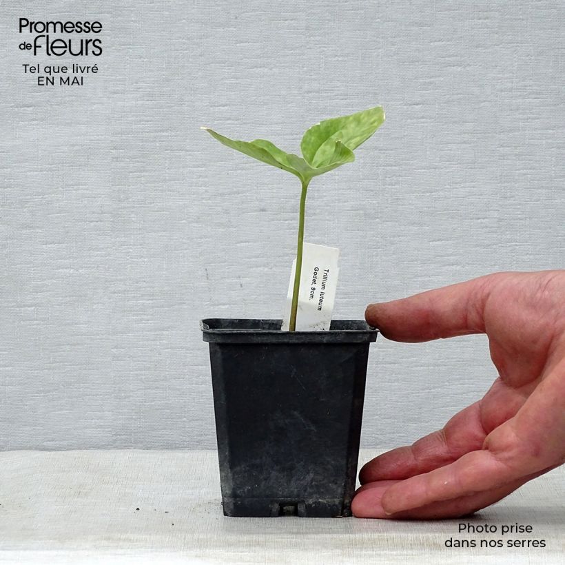 Exemplar von Trillium luteum - Dreiblatt Kleine Töpfe von 8/9 cm wie im Frühjahr geliefert