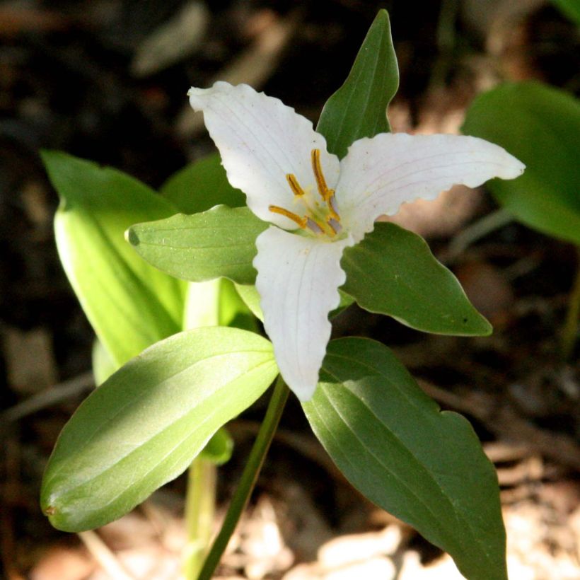 Trillium pusillum - Dreiblatt (Flowering)