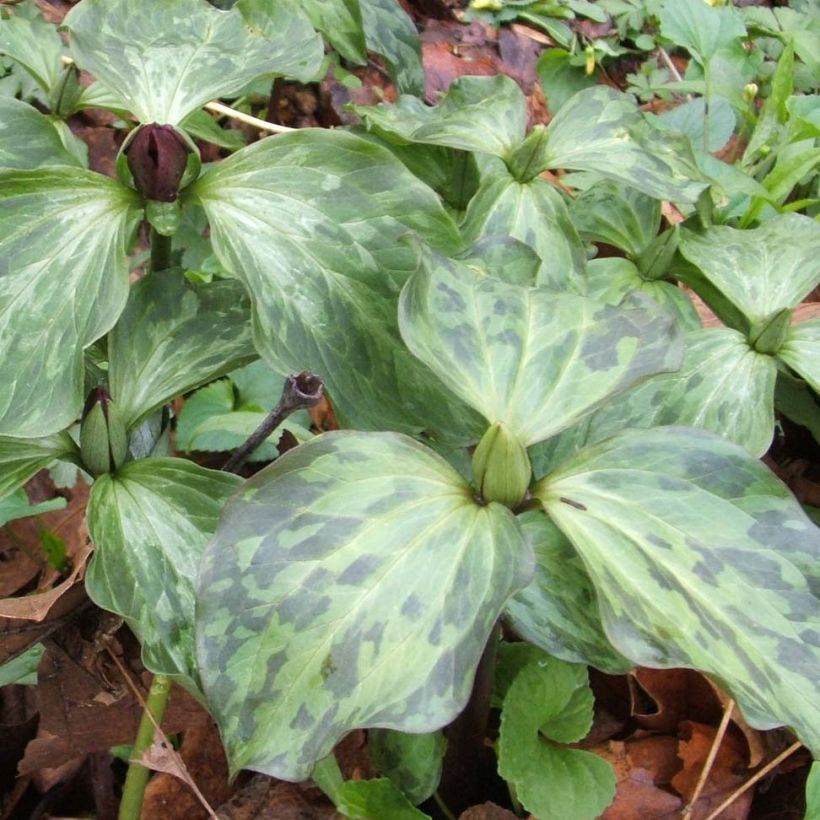 Trillium recurvatum - Dreiblatt (Foliage)