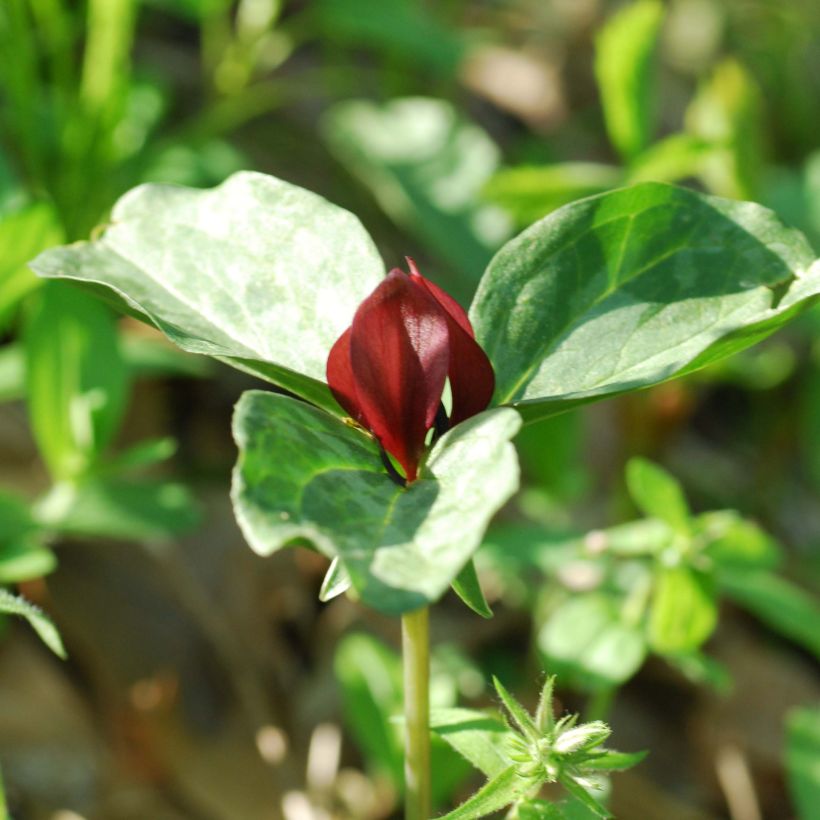 Trillium recurvatum - Dreiblatt (Flowering)