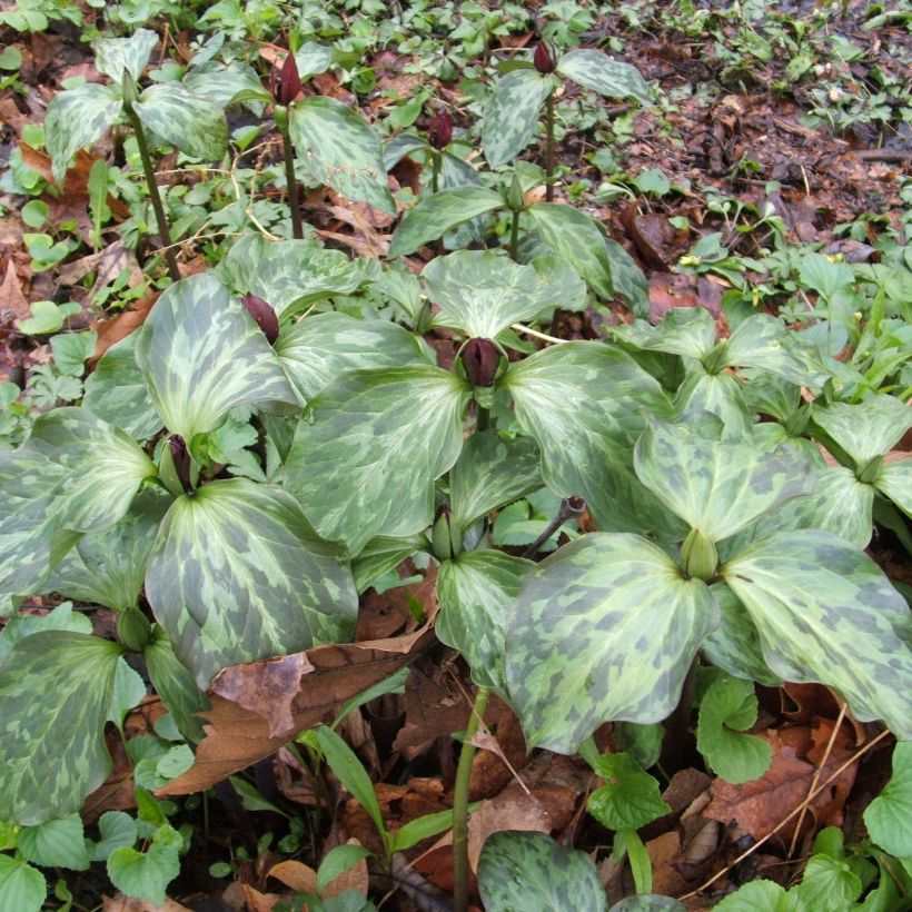 Trillium recurvatum - Dreiblatt (Plant habit)