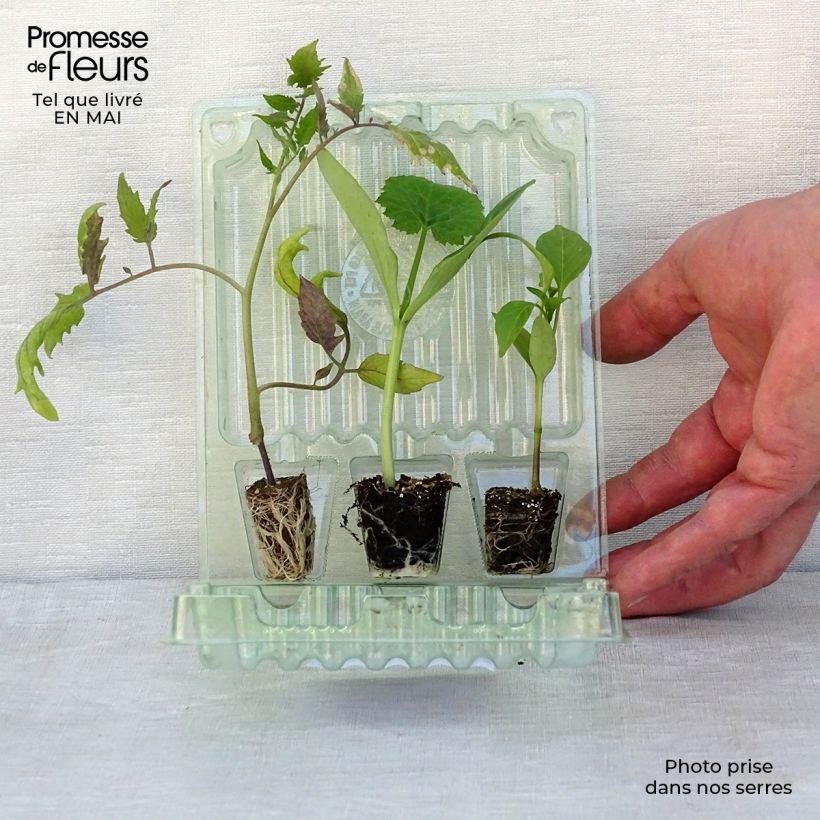 Example of Dreierpack produktiver Terrassengarten mit Tomate, veredelter Garten-Kürbis und Paprika as you get in printemps