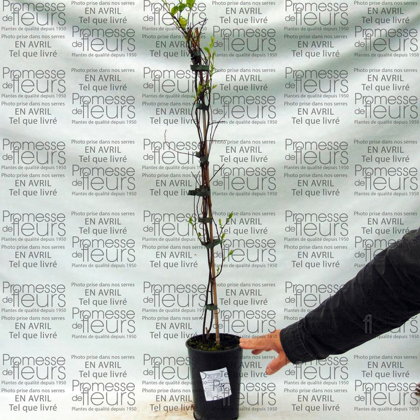 Example of Tripterygium hypoglaucum Topf mit 2L/3L as you get