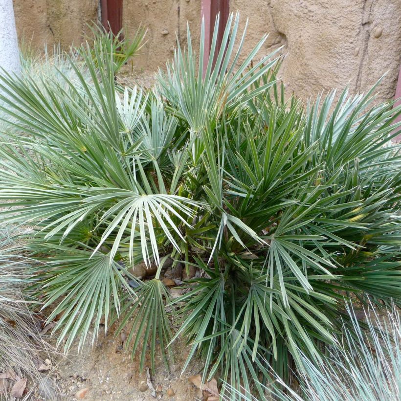 Trithrinax campestris - Blaue Nadelpalme (Foliage)