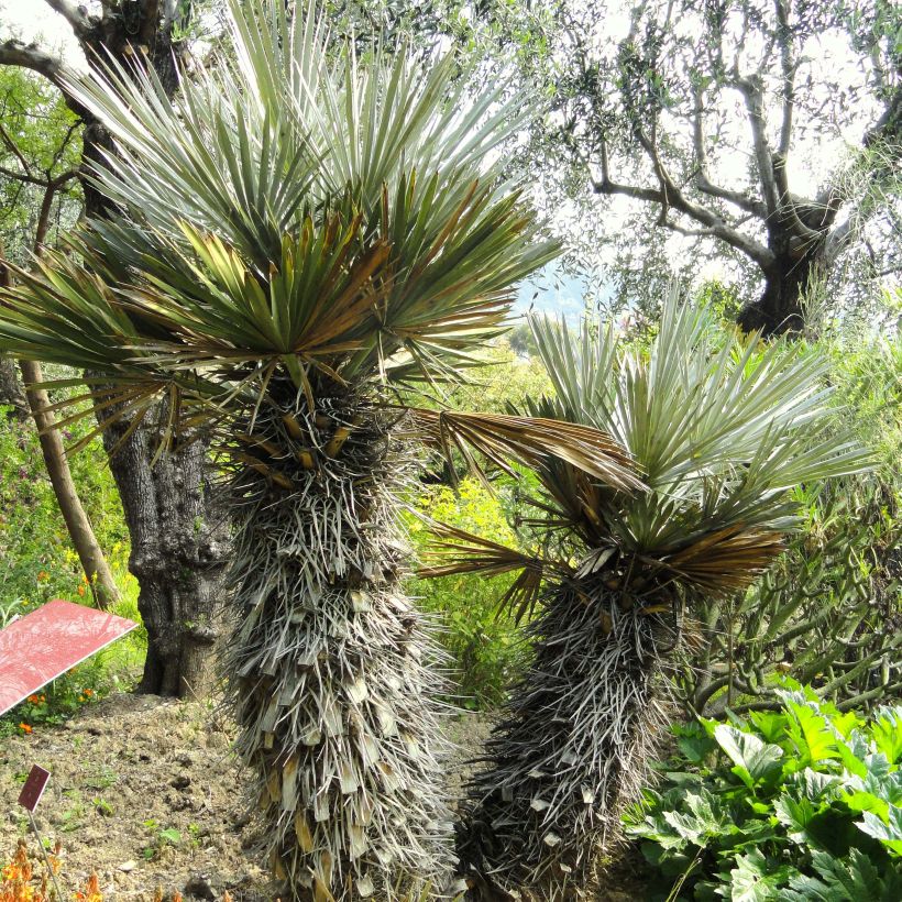 Trithrinax campestris - Blaue Nadelpalme (Plant habit)