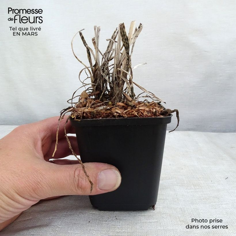 Exemplar von Fackellilie Banana Popsicle - Kniphofia Kleine Töpfe von 8/9 cm wie im Winter geliefert