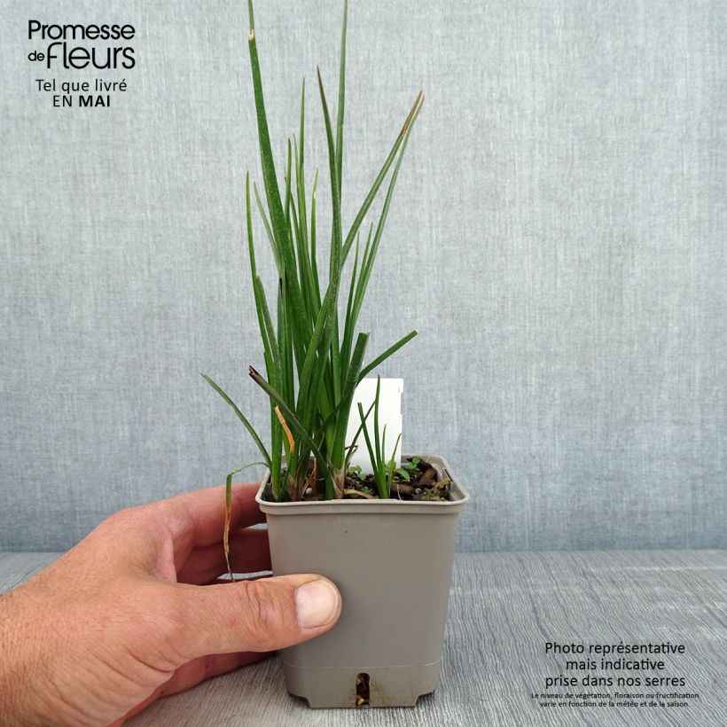 Exemplar von Fackellilie Lemon Popsicle - Kniphofia Kleine Töpfe von 8/9 cm wie im Frühjahr geliefert