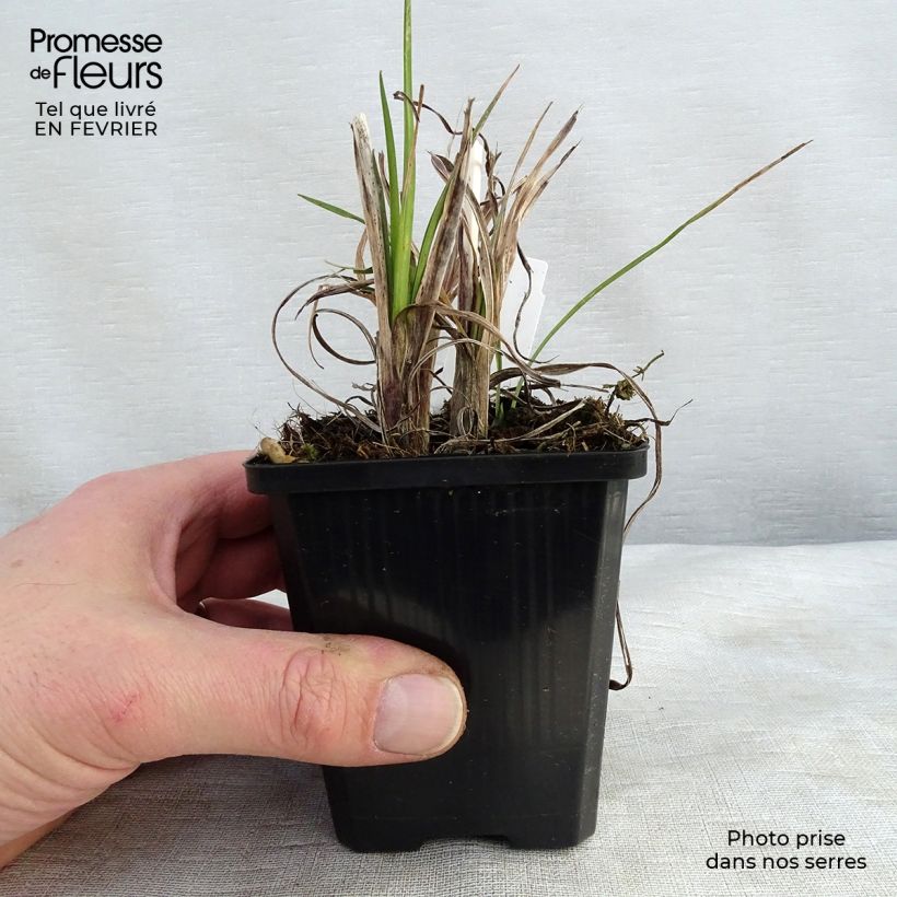 Exemplar von Fackellilie Mango Popsicle - Kniphofia Kleine Töpfe von 8/9 cm wie im Winter geliefert