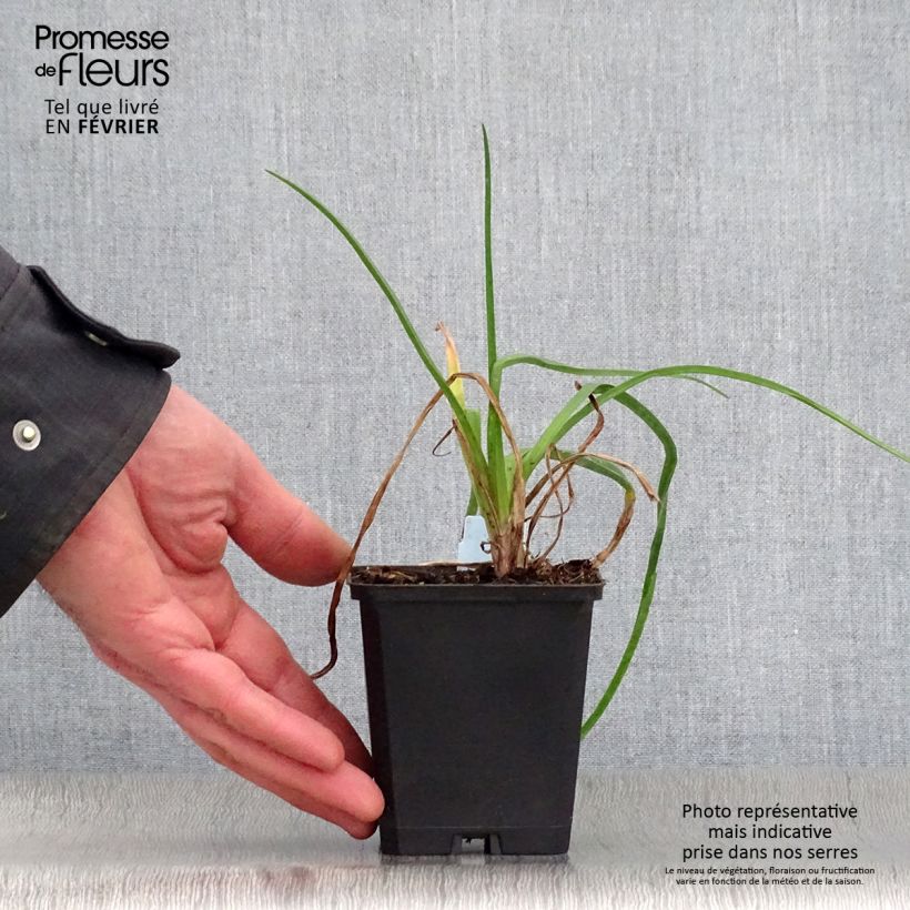 Exemplar von Garten-Fackellilie Nancy's Red - Kniphofia uvaria Kleine Töpfe von 8/9 cm wie im Winter geliefert