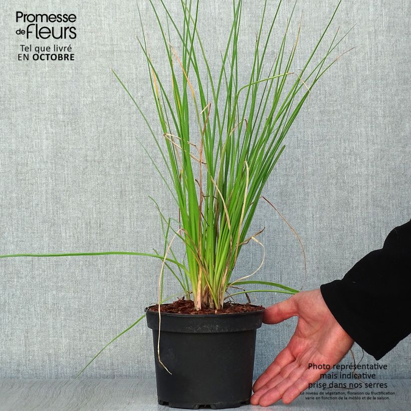 Example of Garten-Fackellilie Nancy's Red - Kniphofia uvaria Topf mit 2L/3L as you get in automne
