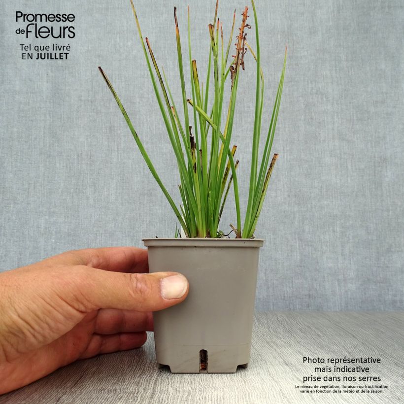 Exemplar von Garten-Fackellilie Orange Vanilla Popsicle - Kniphofia uvaria Kleine Töpfe von 8/9 cm wie im Sommer geliefert