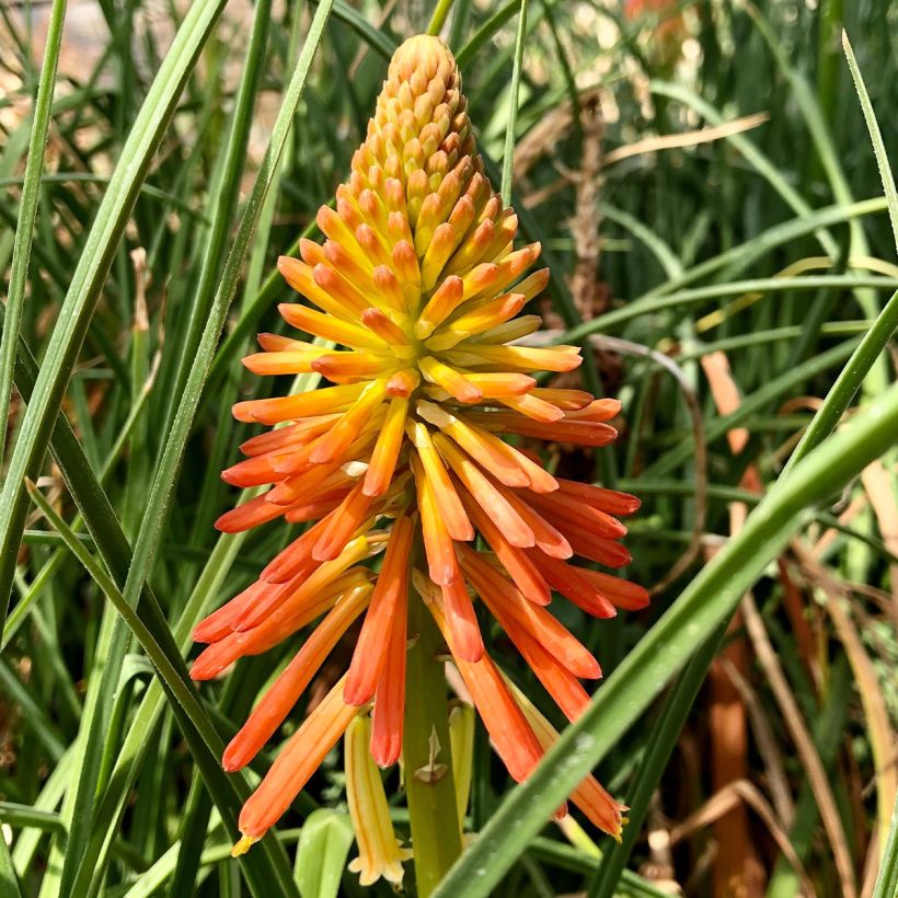 Fackellilie Papaya Popsicle - Kniphofia (Flowering)