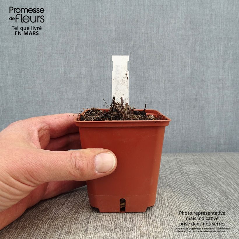 Exemplar von Fackellilie Papaya Popsicle - Kniphofia Kleine Töpfe von 8/9 cm wie im Winter geliefert