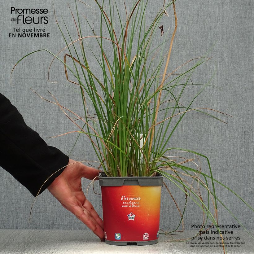 Example of Fackellilie Papaya Popsicle - Kniphofia Topf mit 2L/3L as you get in automne