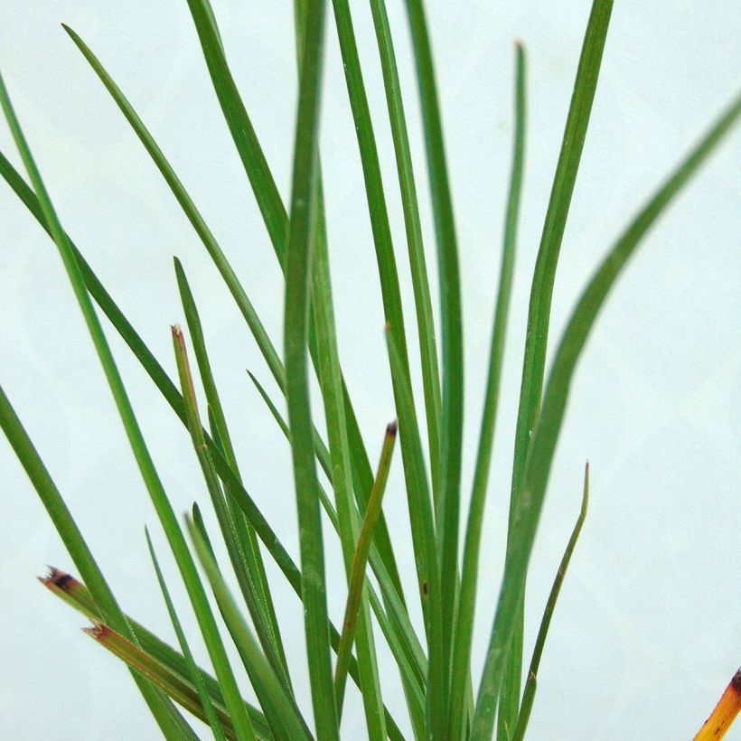 Fackellilie Pineapple Popsicle - Kniphofia (Foliage)