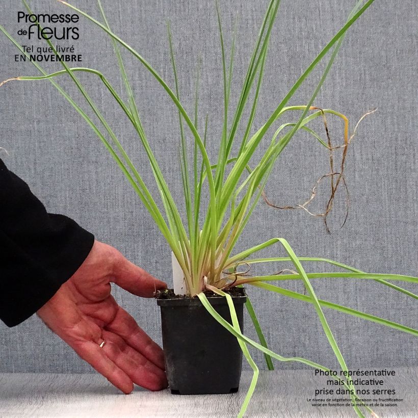 Example of Fackellilie Royal Standard - Kniphofia Kleine Töpfe von 8/9 cm as you get in automne