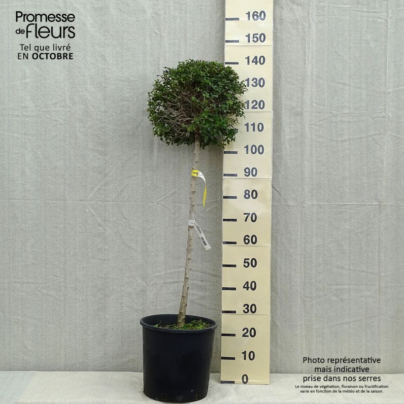 Example of Delavays Liguster - Ligustrum delavayanum Topf mit 12L/15L as you get in automne