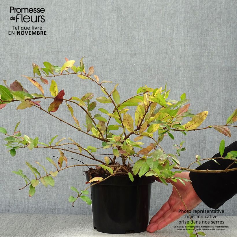 Example of Stumpfblättriger Liguster Ilvomassi Massif - Ligustrum obtusifolium Topf mit 2L/3L as you get in automne
