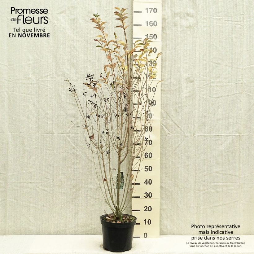 Example of Ovalblättriger Liguster - Ligustrum ovalifolium Topf mit 7,5L/10L as you get in automne