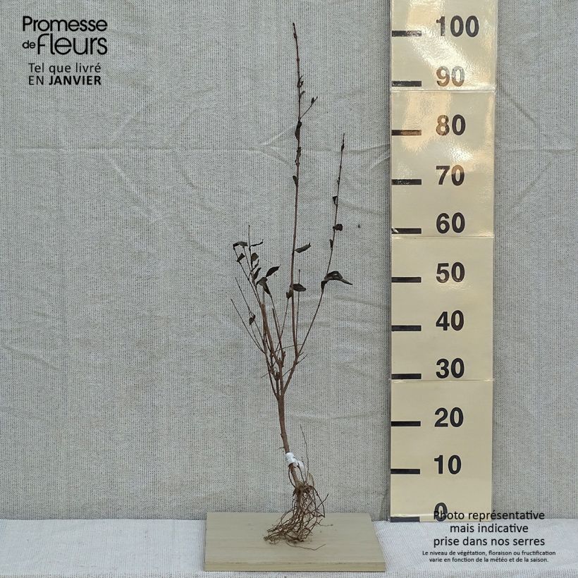 Example of Ovalblättriger Liguster - Ligustrum ovalifolium Wurzelnackt as you get in hiver