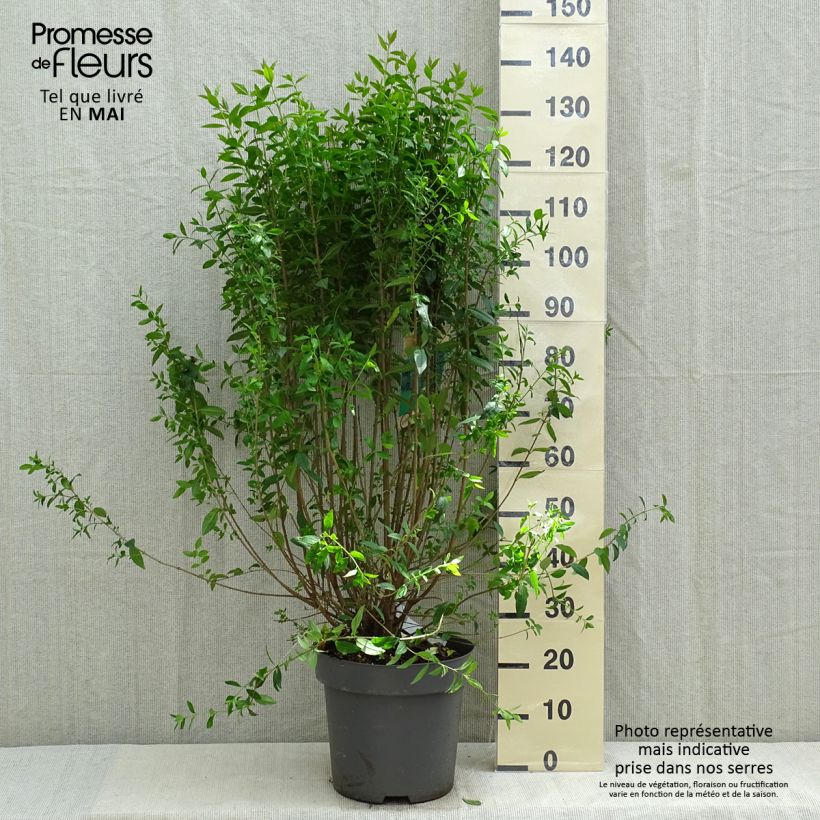 Exemplar von Schwarzgrüner Liguster Atrovirens - Ligustrum vulgare Topf mit 12L/15L wie im Frühjahr geliefert