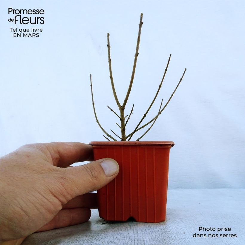 Exemplar von Schwarzgrüner Liguster Atrovirens - Ligustrum vulgare Kleine Töpfe von 8/9 cm wie im Frühjahr geliefert