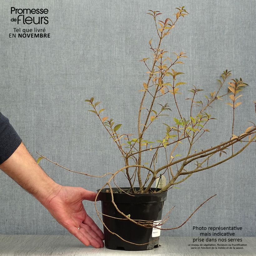 Example of Schwarzgrüner Liguster Atrovirens - Ligustrum vulgare Topf mit 2L/3L as you get in automne