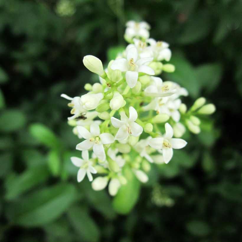 Gemeiner Liguster - Ligustrum vulgare (Flowering)