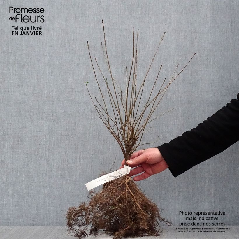 Example of Zwergliguster Lodense - Ligustrum vulgare Wurzelnackt as you get in hiver