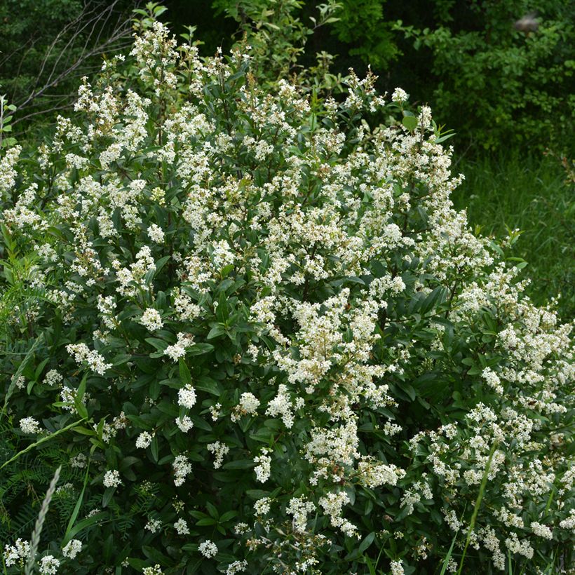 Gemeiner Liguster - Ligustrum vulgare (Plant habit)