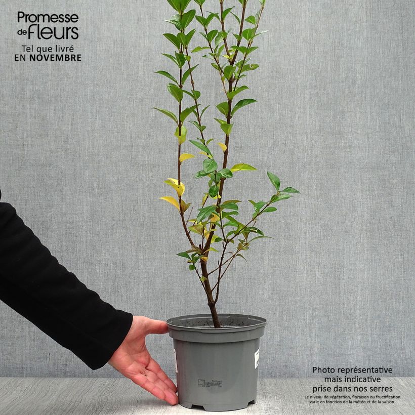 Example of Ovalblättriger Liguster Lemon Lime - Ligustrum ovalifolium Topf mit 2L/3L as you get in automne