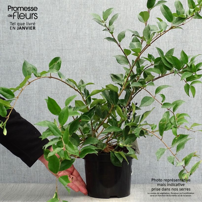 Exemplar von Glanz-Liguster - Ligustrum lucidum Topf mit 2L/3L wie im Winter geliefert
