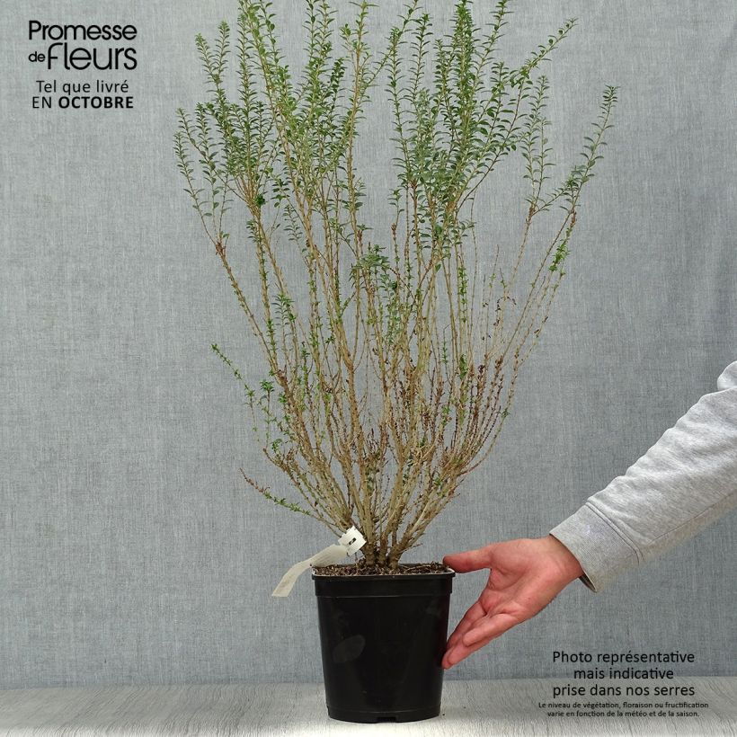 Example of Chinesischer Liguster Eugene Clive - Ligustrum sinense Topf mit 4L/5L as you get in automne