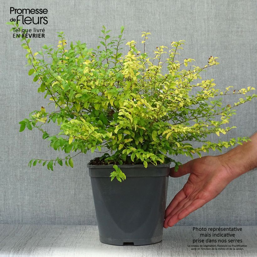 Example of Chinesischer Liguster Sunshine - Ligustrum sinense Topf mit 4L/5L as you get in automne